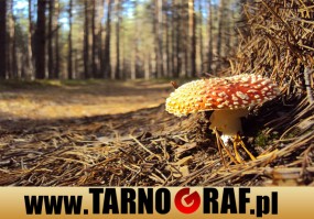 Fototapeta na wymiar - P.H.U. TARNOGRAF - Fabryka Reklamy Tarnobrzeg