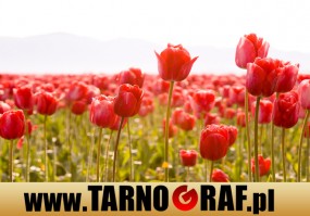 Fototapeta na wymiar - P.H.U. TARNOGRAF - Fabryka Reklamy Tarnobrzeg