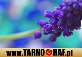 Fototapeta na wymiar - P.H.U. TARNOGRAF - Fabryka Reklamy Tarnobrzeg