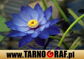 Fototapeta na wymiar - P.H.U. TARNOGRAF - Fabryka Reklamy Tarnobrzeg