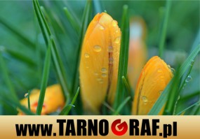 Fototapeta na wymiar - P.H.U. TARNOGRAF - Fabryka Reklamy Tarnobrzeg