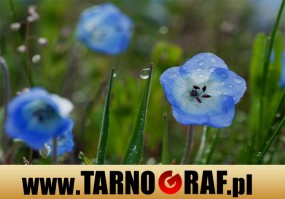 Fototapeta na wymiar - P.H.U. TARNOGRAF - Fabryka Reklamy Tarnobrzeg