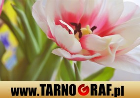 Fototapeta na wymiar - P.H.U. TARNOGRAF - Fabryka Reklamy Tarnobrzeg