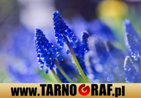 Fototapeta na wymiar - P.H.U. TARNOGRAF - Fabryka Reklamy Tarnobrzeg