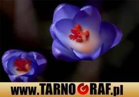 Fototapeta na wymiar - P.H.U. TARNOGRAF - Fabryka Reklamy Tarnobrzeg