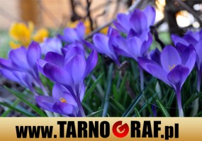 Fototapeta na wymiar - P.H.U. TARNOGRAF - Fabryka Reklamy Tarnobrzeg