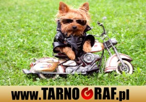 Fototapeta na wymiar - P.H.U. TARNOGRAF - Fabryka Reklamy Tarnobrzeg