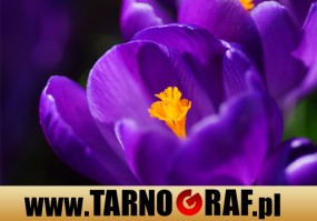 Fototapeta na wymiar - P.H.U. TARNOGRAF - Fabryka Reklamy Tarnobrzeg