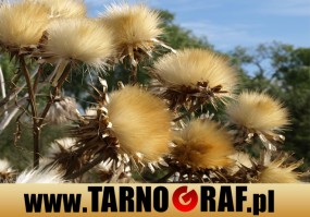 Fototapeta na wymiar - P.H.U. TARNOGRAF - Fabryka Reklamy Tarnobrzeg