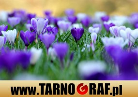 Fototapeta na wymiar - P.H.U. TARNOGRAF - Fabryka Reklamy Tarnobrzeg