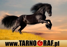 Fototapeta na wymiar - P.H.U. TARNOGRAF - Fabryka Reklamy Tarnobrzeg