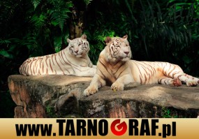 Fototapeta na wymiar - P.H.U. TARNOGRAF - Fabryka Reklamy Tarnobrzeg