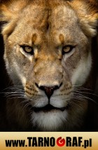 Fototapeta na wymiar - P.H.U. TARNOGRAF - Fabryka Reklamy Tarnobrzeg