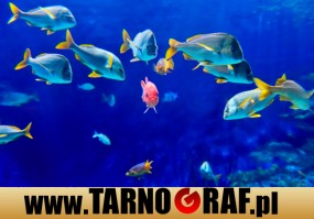 Fototapeta na wymiar - P.H.U. TARNOGRAF - Fabryka Reklamy Tarnobrzeg