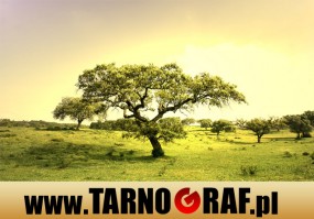 Fototapeta na wymiar - P.H.U. TARNOGRAF - Fabryka Reklamy Tarnobrzeg