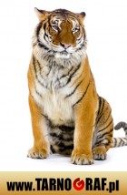 Fototapeta na wymiar - P.H.U. TARNOGRAF - Fabryka Reklamy Tarnobrzeg