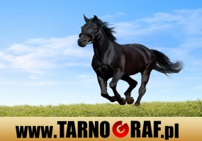 Fototapeta na wymiar - P.H.U. TARNOGRAF - Fabryka Reklamy Tarnobrzeg