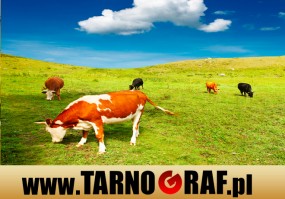 Fototapeta na wymiar - P.H.U. TARNOGRAF - Fabryka Reklamy Tarnobrzeg