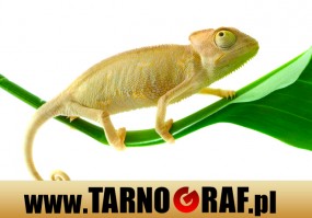 Fototapeta na wymiar - P.H.U. TARNOGRAF - Fabryka Reklamy Tarnobrzeg