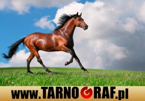 Fototapeta na wymiar - P.H.U. TARNOGRAF - Fabryka Reklamy Tarnobrzeg