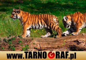 Fototapeta na wymiar - P.H.U. TARNOGRAF - Fabryka Reklamy Tarnobrzeg