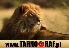 Fototapeta na wymiar - P.H.U. TARNOGRAF - Fabryka Reklamy Tarnobrzeg