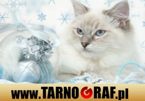 Fototapeta na wymiar - P.H.U. TARNOGRAF - Fabryka Reklamy Tarnobrzeg