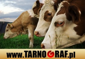 Fototapeta na wymiar - P.H.U. TARNOGRAF - Fabryka Reklamy Tarnobrzeg