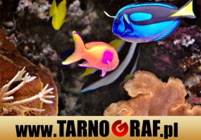 Fototapeta na wymiar - P.H.U. TARNOGRAF - Fabryka Reklamy Tarnobrzeg