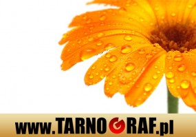 Fototapeta na wymiar - P.H.U. TARNOGRAF - Fabryka Reklamy Tarnobrzeg