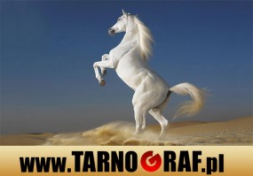 Fototapeta na wymiar - P.H.U. TARNOGRAF - Fabryka Reklamy Tarnobrzeg