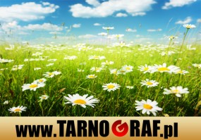 Fototapeta na wymiar - P.H.U. TARNOGRAF - Fabryka Reklamy Tarnobrzeg