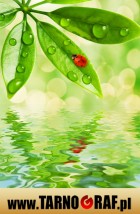 Fototapeta na wymiar - P.H.U. TARNOGRAF - Fabryka Reklamy Tarnobrzeg