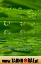 Fototapeta na wymiar - P.H.U. TARNOGRAF - Fabryka Reklamy Tarnobrzeg