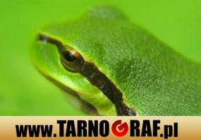 Fototapeta na wymiar - P.H.U. TARNOGRAF - Fabryka Reklamy Tarnobrzeg