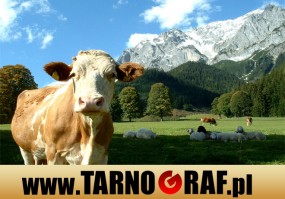 Fototapeta na wymiar - P.H.U. TARNOGRAF - Fabryka Reklamy Tarnobrzeg