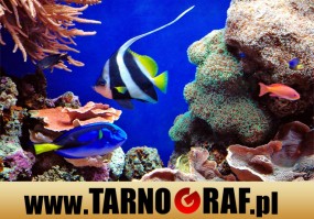 Fototapeta na wymiar - P.H.U. TARNOGRAF - Fabryka Reklamy Tarnobrzeg