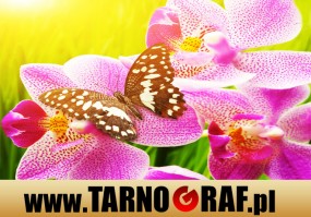 Fototapeta na wymiar - P.H.U. TARNOGRAF - Fabryka Reklamy Tarnobrzeg