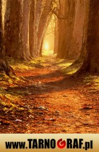 Fototapeta na wymiar - P.H.U. TARNOGRAF - Fabryka Reklamy Tarnobrzeg