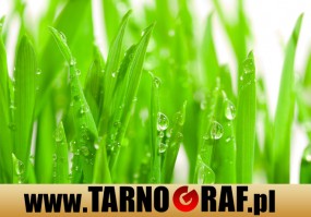 Fototapeta na wymiar - P.H.U. TARNOGRAF - Fabryka Reklamy Tarnobrzeg