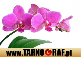 Fototapeta na wymiar - P.H.U. TARNOGRAF - Fabryka Reklamy Tarnobrzeg