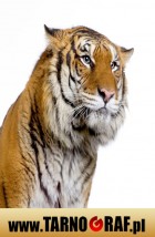 Fototapeta na wymiar - P.H.U. TARNOGRAF - Fabryka Reklamy Tarnobrzeg