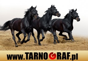 Fototapeta na wymiar - P.H.U. TARNOGRAF - Fabryka Reklamy Tarnobrzeg