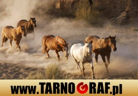 Fototapeta na wymiar - P.H.U. TARNOGRAF - Fabryka Reklamy Tarnobrzeg