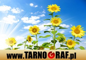 Fototapeta na wymiar - P.H.U. TARNOGRAF - Fabryka Reklamy Tarnobrzeg