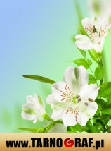 Fototapeta na wymiar - P.H.U. TARNOGRAF - Fabryka Reklamy Tarnobrzeg