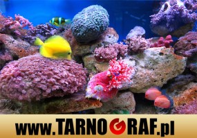 Fototapeta na wymiar - P.H.U. TARNOGRAF - Fabryka Reklamy Tarnobrzeg