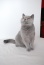 Hodowla Kotów Rasowych Koty Brytyjskie krótkowłose - Nietążkowo Hodowla Kotów Brytyjskich Kocieimperium*PL