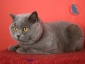 Hodowla Kotów Brytyjskich Kocieimperium*PL - Koty Brytyjskie krótkowłose Nietążkowo