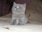 Koty Brytyjskie krótkowłose Hodowla Kotów Rasowych - Nietążkowo Hodowla Kotów Brytyjskich Kocieimperium*PL
